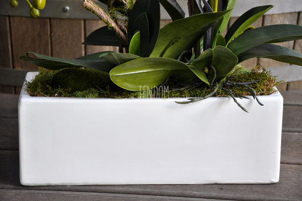 obfity storczyk Isaura w minimalistycznej donicy, wys.65cm 