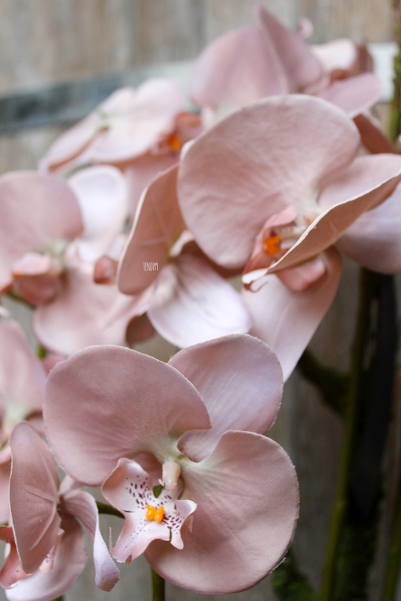 sztuczny storczyk Weranda w kolorze szampana, wys.60cm