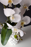 duży storczyk Diana w oryginalnej donicy Dalio, wys.80cm