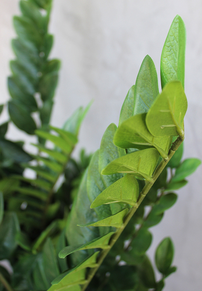 Antracyt zamiokulkas sztuczny w szarej donicy, wys.134cm