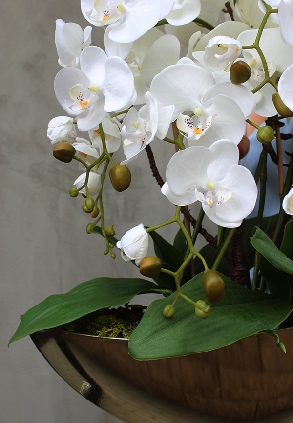 cudownie elegancki Laos Gold, storczyk w złotej osłonce, wys.62cm 