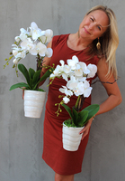 Rudolfo, atrakcyjny storczyk w ceramicznej donicy, wys.58cm