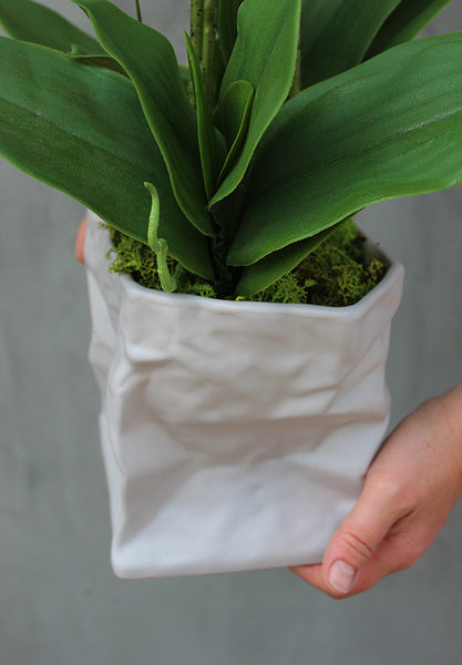 gumowy storczyk Lessana w nowoczesnej donicy wys.80cm