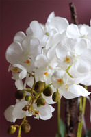 Cannata, elegancki storczyk w szarej donicy, wys.60cm