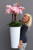 bardzo duży storczyk Madleine w białej donicy, wys.120cm