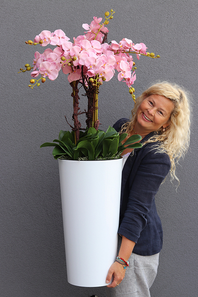 bardzo duży storczyk Madleine w białej donicy, wys.120cm