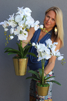 Golden Ramoneo, storczyk w złotej donicy, wys.62cm