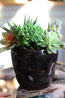 Terona, nowoczesna kompozycja z sukulentami, wys.24cm 