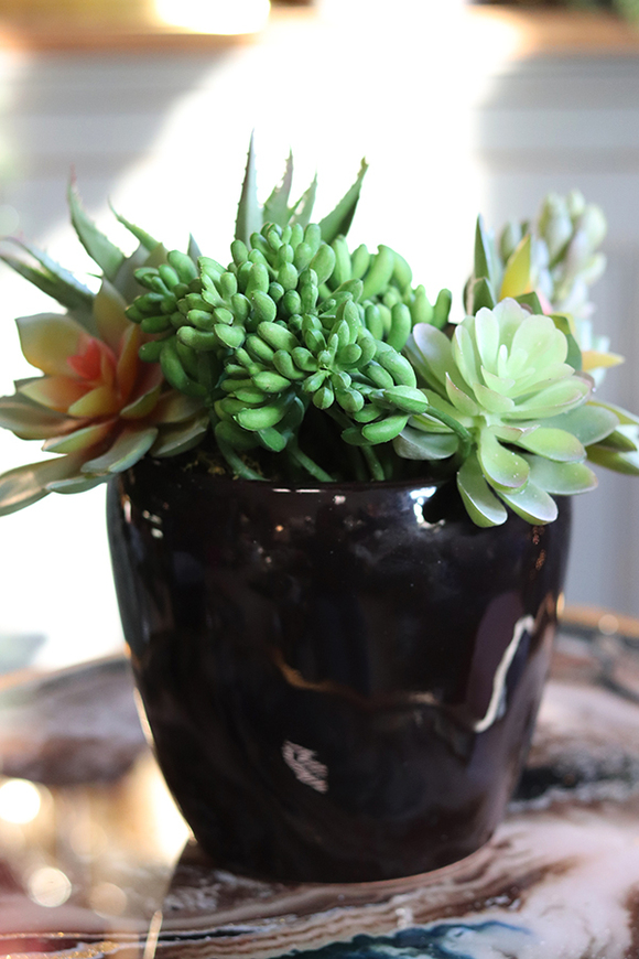 Terona, nowoczesna kompozycja z sukulentami, wys.24cm