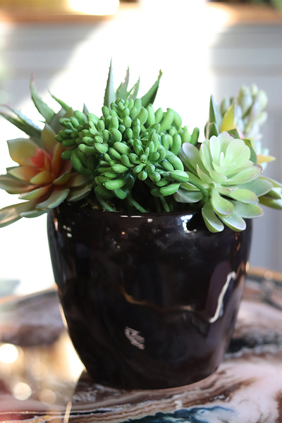 Terona, nowoczesna kompozycja z sukulentami, wys.24cm 