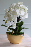 bardzo elegancki storczyk w złotej osłonce, Goldeo wys.53cm