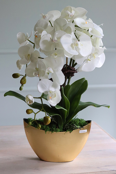 bardzo elegancki storczyk w złotej osłonce, Goldeo wys.53cm