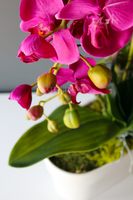 obfity storczyk Klara Fuksja w ciekawej donicy, wys.68cm