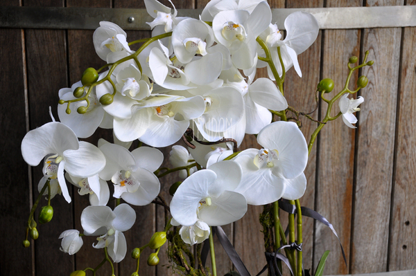 obfity storczyk Isaura w minimalistycznej donicy, wys.65cm 