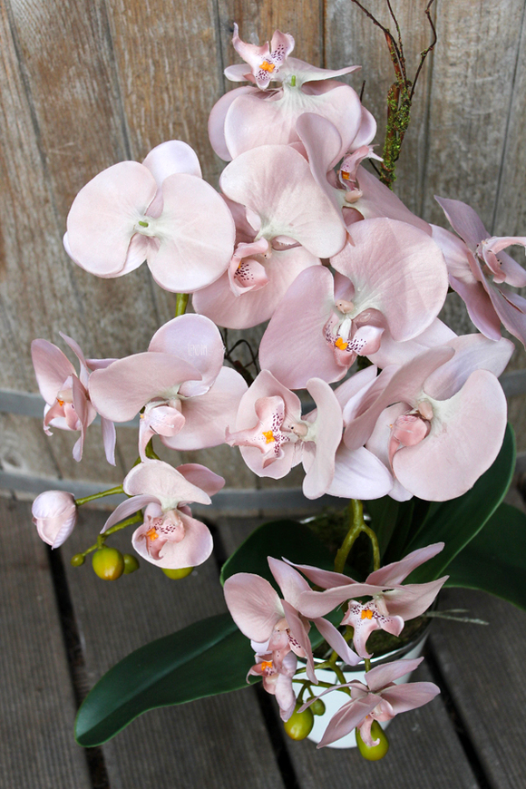 sztuczny storczyk Weranda w kolorze szampana, wys.60cm