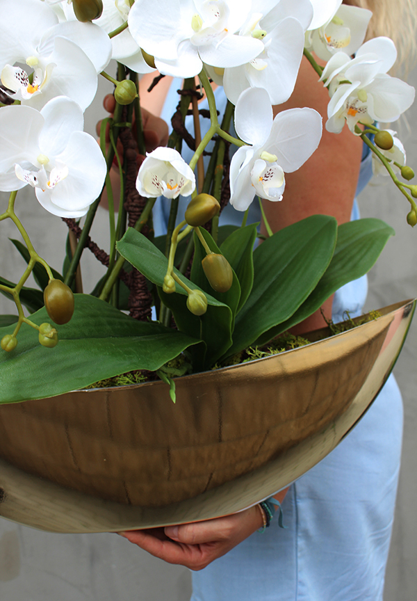 cudownie elegancki Laos Gold, storczyk w złotej osłonce, wys.62cm 