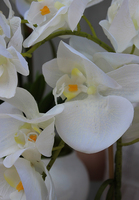 gumowy storczyk Lessana w nowoczesnej donicy wys.80cm