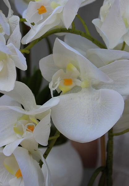 gumowy storczyk Lessana w nowoczesnej donicy wys.80cm