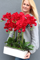 Leo Karmin, storczyk w biało-srebrnej donicy, wys.52cm