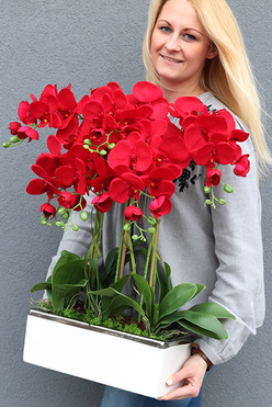 Leo Karmin, storczyk w biało-srebrnej donicy, wys.52cm