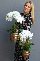 Gold Tulluza Small, sztuczny storczyk w złotej donicy, wys.55cm