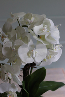 bardzo elegancki storczyk w złotej osłonce, Goldeo wys.53cm