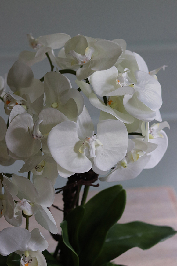 bardzo elegancki storczyk w złotej osłonce, Goldeo wys.53cm