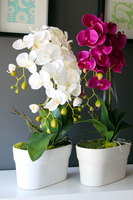 obfity storczyk Klara Fuksja w ciekawej donicy, wys.68cm