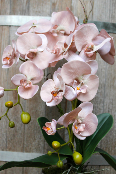 sztuczny storczyk Weranda w kolorze szampana, wys.60cm