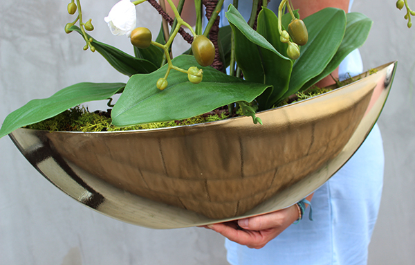 cudownie elegancki Laos Gold, storczyk w złotej osłonce, wys.62cm 