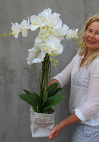 gumowy storczyk Lessana w nowoczesnej donicy wys.80cm