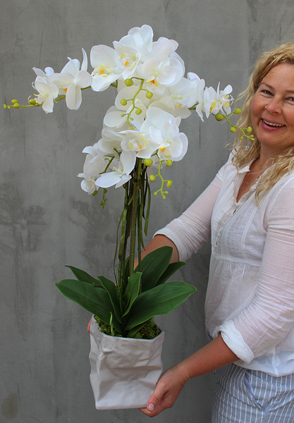 gumowy storczyk Lessana w nowoczesnej donicy wys.80cm