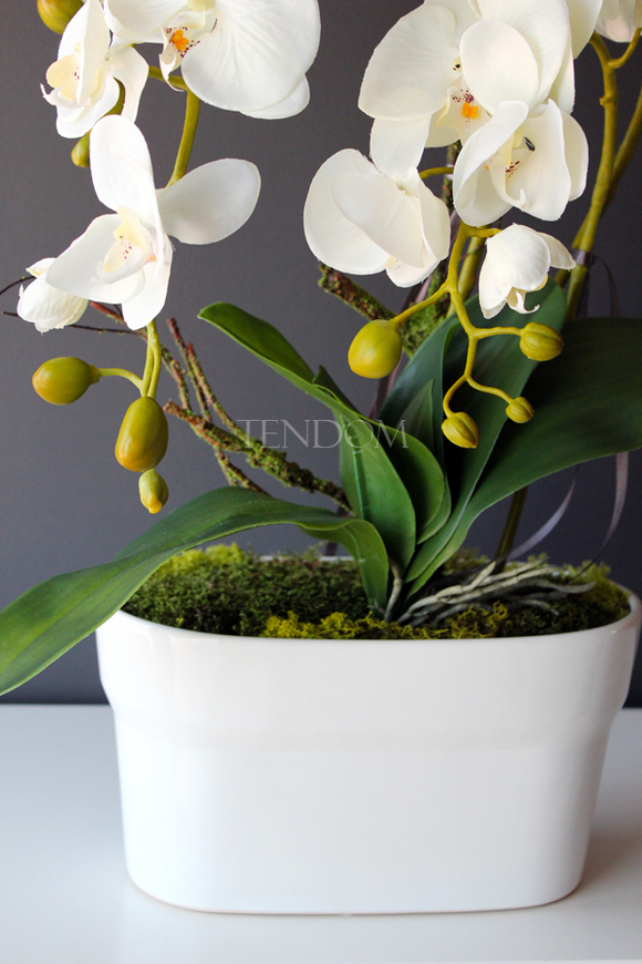 obfity storczyk Klara Krem w ciekawej donicy, wys.68cm