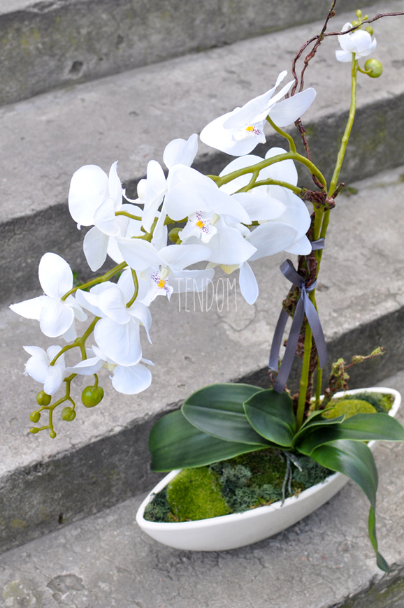 storczyk w donicy Laos Romance, wys.60cm