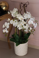 Rosario, bogaty storczyk w nowoczesnej donicy, wys.88cm