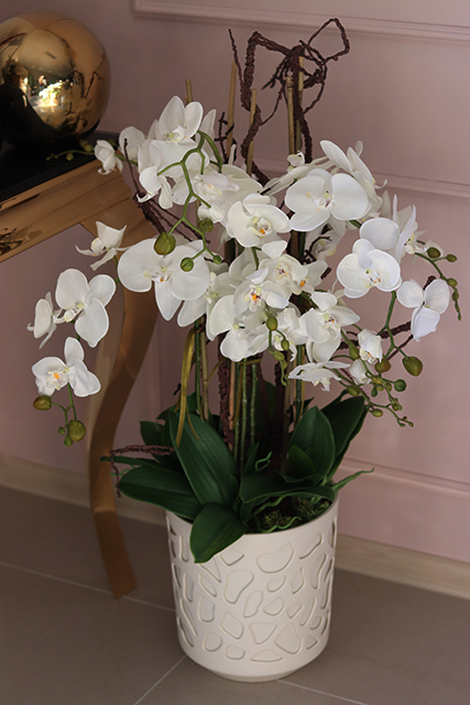 Rosario, bogaty storczyk w nowoczesnej donicy, wys.88cm