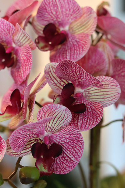 wyjątkowy storczyk Manfredo Róż, wys.52cm