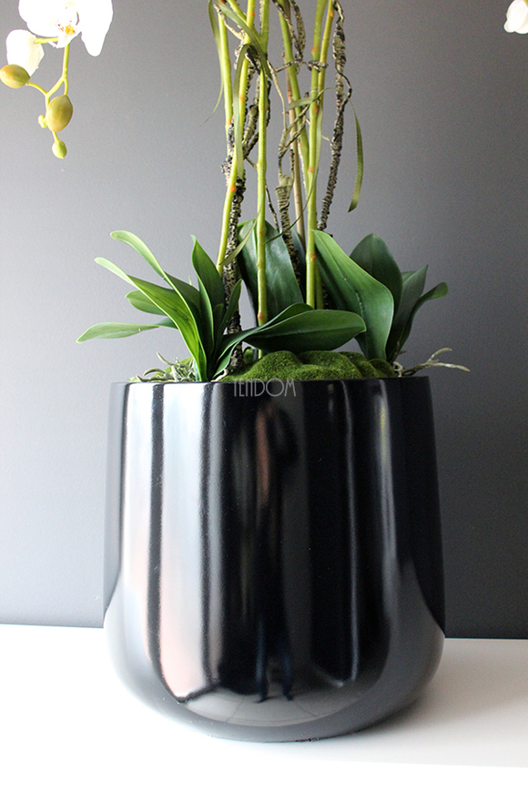 Black Simple Grande storczyk w pięknej czarnej donicy, wys.108cm