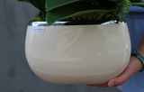 Glamour storczyk w ceramicznej donicy ecru, wys.51cm