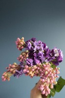 gałązka lilak pospolity, bez fioletowy, dł. 70cm