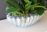 Ocean gumowy storczyk w donicy "muszli", wys.65cm