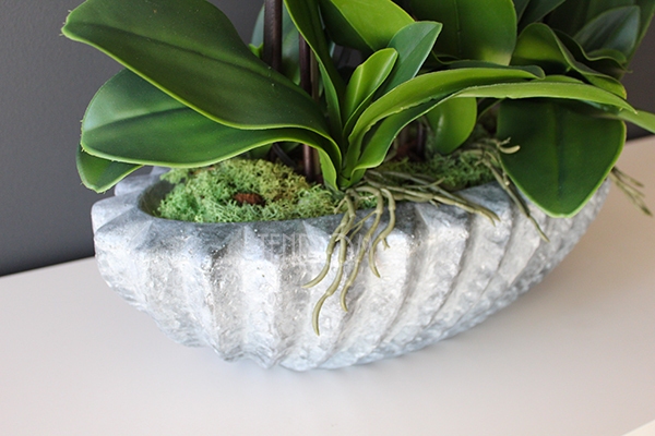 Ocean gumowy storczyk w donicy "muszli", wys.65cm
