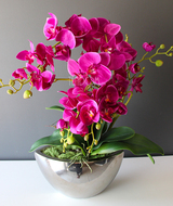 storczyk Laos Fuksja Silver w srebrnej donicy, wys.60cm