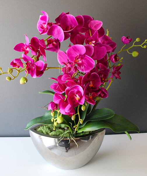 storczyk Laos Fuksja Silver w srebrnej donicy, wys.60cm