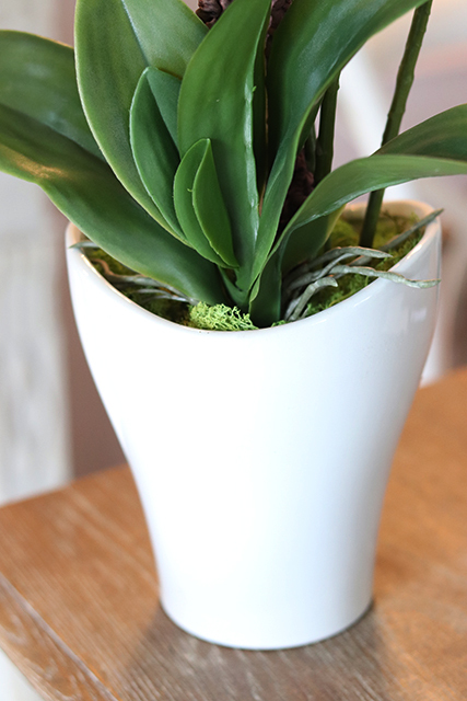 storczyk Mallona w stylowej donicy, wys.60cm