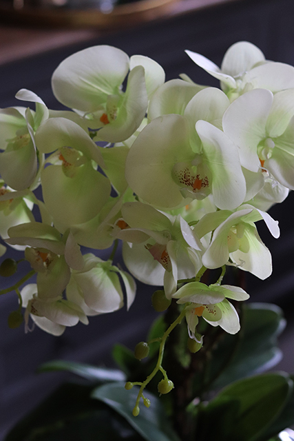 Nellona, pistacjowy storczyk w donicy white&silver, wys.62cm