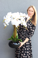 storczyk Black Japan Shiro w czarnej donicy, wys.72cm