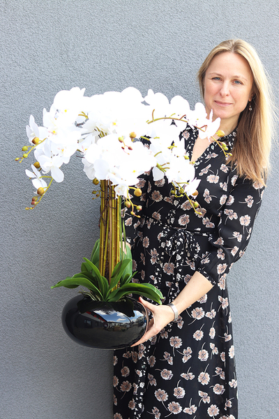 storczyk Black Japan Shiro w czarnej donicy, wys.72cm