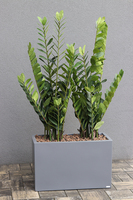 Fiberglass Zamiokulkas, sztuczne drzewka w nowoczesnej donicy, wys.135cm