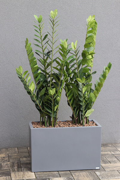 Fiberglass Zamiokulkas, sztuczne drzewka w nowoczesnej donicy, wys.135cm